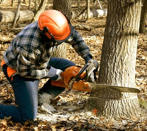 Tree Removal in New Edinburg, AR